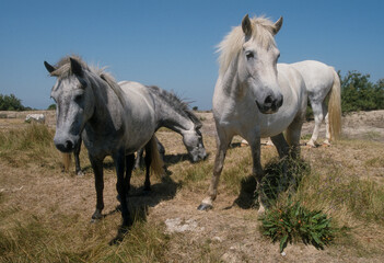 Obraz premium Cheval, race Camarguaise, Camargue, 34