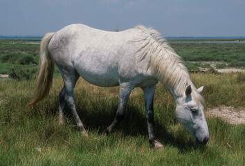 Cheval, race Camarguaise, Camargue, 34