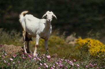 Obraz premium Chèvre race Syrienne