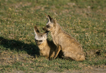 Otocyon, Renard à oreilles de chauve souris, Otocyon megalotis, Parc national de Masai Mara, Kenya