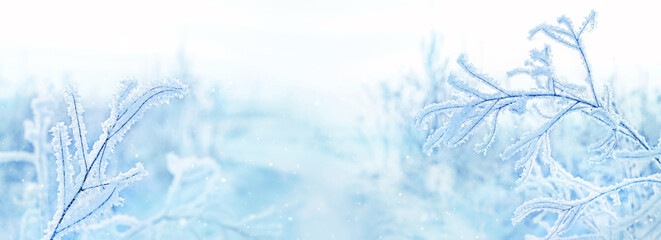 Frozen snowy grass, winter natural abstract background. beautiful winter landscape. cold frosty weather. winter season. new year, Christmas holidays. banner. artistic light exposure - obrazy, fototapety, plakaty