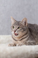 A mongrel striped cat is lying on his couch and licking his lips. Home clean cat on a gray background, close-up