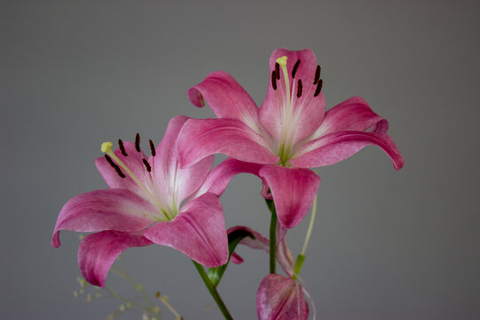 Lilis rosas en fondo gris, flores primavera