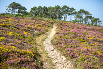 Presqu'île de Crozon, balade dans les sentiers, France, Finistère