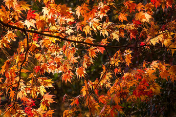 Sunlight illuminates vibrant, colorful red, orange and yellow Japanese maple leaves in autumn
