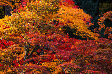 Sunlight illuminates vibrant, colorful red, orange and yellow Japanese maple leaves in autumn
