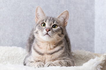 A mongrel striped cat lies on a mattress made of artificial fur and looks up. Home clean cat on a...