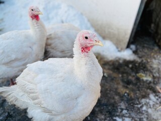 Turkeys on snowy ground on farm. From above white turkeys standing on cold snowy ground in enclosure on winter day on farm