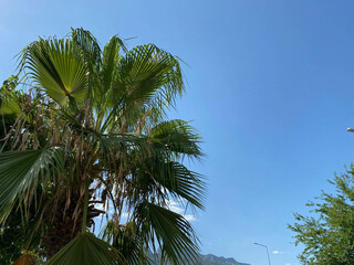 Fototapeta na wymiar Two tall and fluffy palms against the blue sky on a summer sunny day. orange fruit is visible on one of the palms. bottom view. mountains covered with green forest rise in the distance