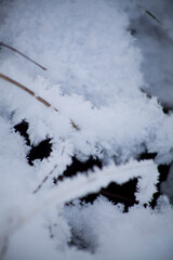 Winter delicate background  -  frozen twigs  in the snowy garden.