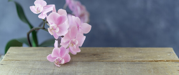Dekoration mit Orchidee in pink weiß auf Holz mit Platz für Text Hintergrund blau Banner Breitbild