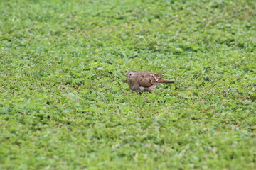 Lone brown bird