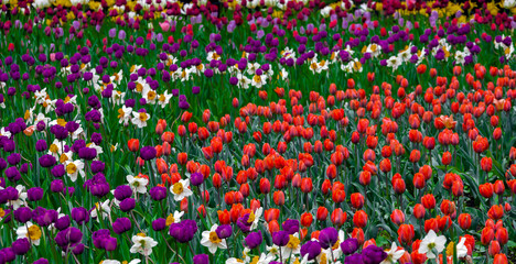 Beautiful spring flower meadow with tulips and daffodils of different colors.