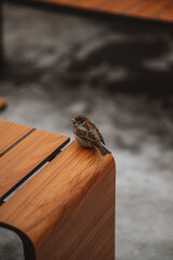 sparrow on a wooden fence