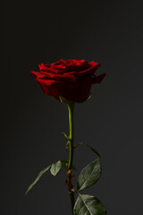 Fototapeta premium Red rose, symbol of love and romance. Detail close up of this beautiful flower against grey background. Floral photography.