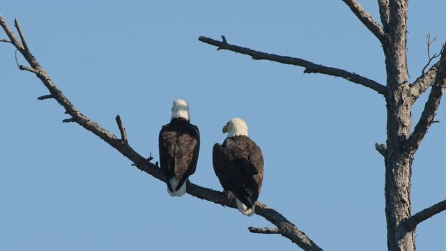 Pair of bald eagles perched in a tree looking around on windy day