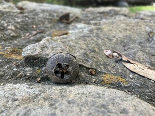semilla de eucalipto, concha sobre roca desenfocad 