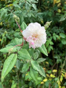 rosa pequeña blanca de pétalos chiquitos pegada en el tallo de la mata con hojas verdes 
