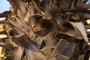 Sahl Hasheesh. Hurhgada.