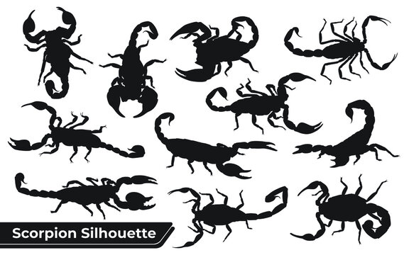 Collection of Animal Scorpion Silhouette vector
