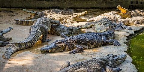 Large Crocodiles near water. Big Crocodiles resting. Crocodiles family