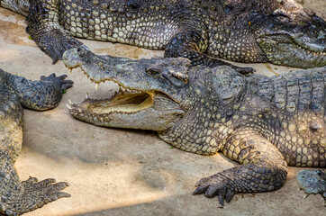 Large Crocodile portrait. Big Crocodiles resting. Crocodile head