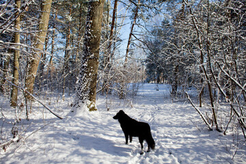 Two black dogs playin the in snow -  winter landscape as a playground for happy domestic animals.