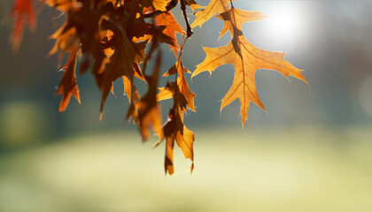 Leaves of a scarlet oak (Quercus coccinea) with reddish coloration in a park in autumn