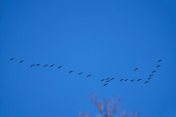 common cranes migrating south in V formation after summer