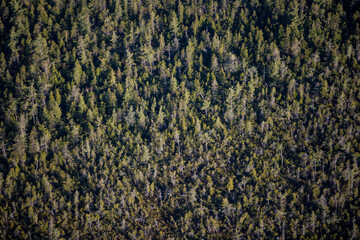 Forest at Yamachiche Quebec Canada