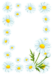 Frame with chamomiles flowers. Beautiful decorative spring plants.