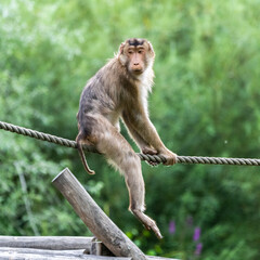 Affe auf dem Seil schaut sich um 