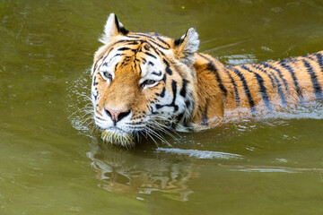Tiger schwimmt und kühlt sich ab 