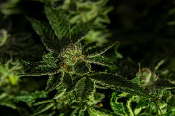 Macro view for French cookies variety of marijuana with violet bloom