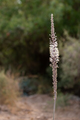 Naklejka premium Drimia maritima, Sea onion, Sea Squill which bloom in the Fall in Israel 