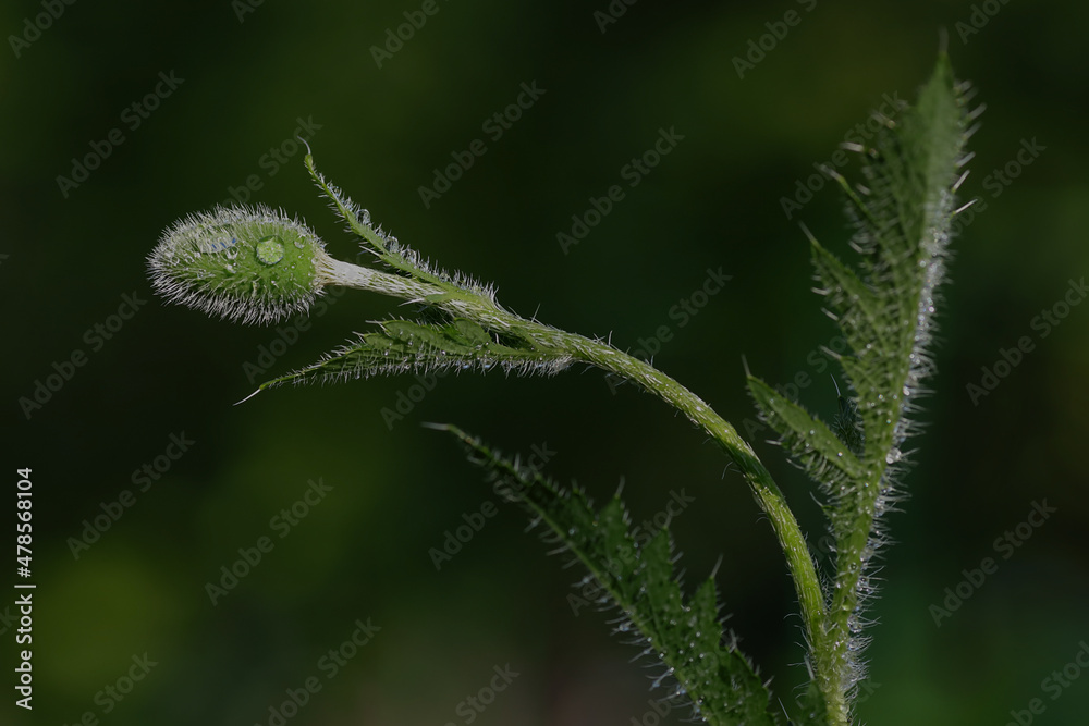 Wall mural Poppy about to flower. Green backdrop. Natural background. Close up of green spring bud of red poppy flower with water drops. Beautiful large drops of fresh morning dew macro in nature.
