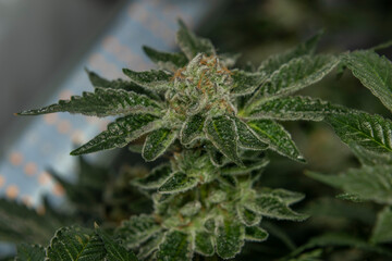 Macro view for French cookies variety of marijuana with violet bloom