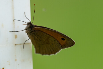 Schmetterling dunkel Butterfly 