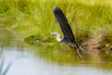 Reiher im Flug - Graureiher  