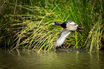 Fliegende Ente im Schilf 