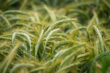 Kornfeld Nahaufnahme Bokeh 