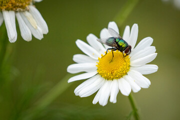 Fototapeta premium Gänseblümchen Makro Fliege Nahaufnahme 