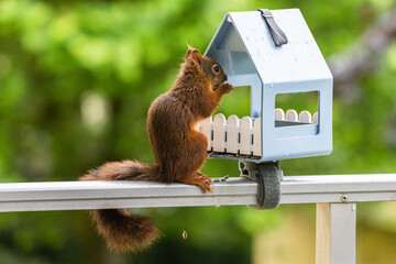 Eichhörnchen auf Nahrungssuche im Futterhaus