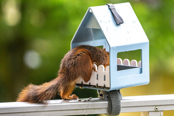 Eichhörnchen auf Nahrungssuche im Futterhaus