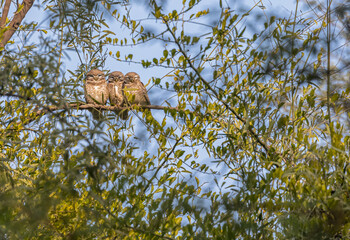 Triple Owlet in a forest