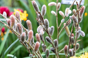 Blossoming pussy willow branches in a vase as a symbol of Easter