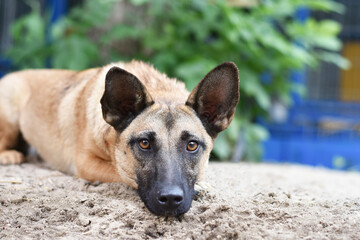 portrait of a dog lying on the sand
