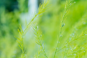 The green fluffy twigs of the plant create a bright background in drops of water, rain, dew