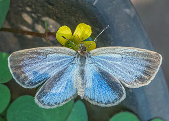 Blue Butterfly sitting on a flower
