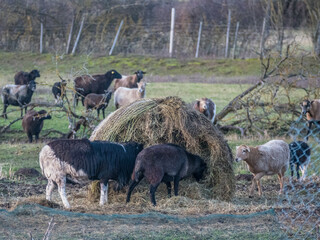 Obraz premium Schafe auf der Weide